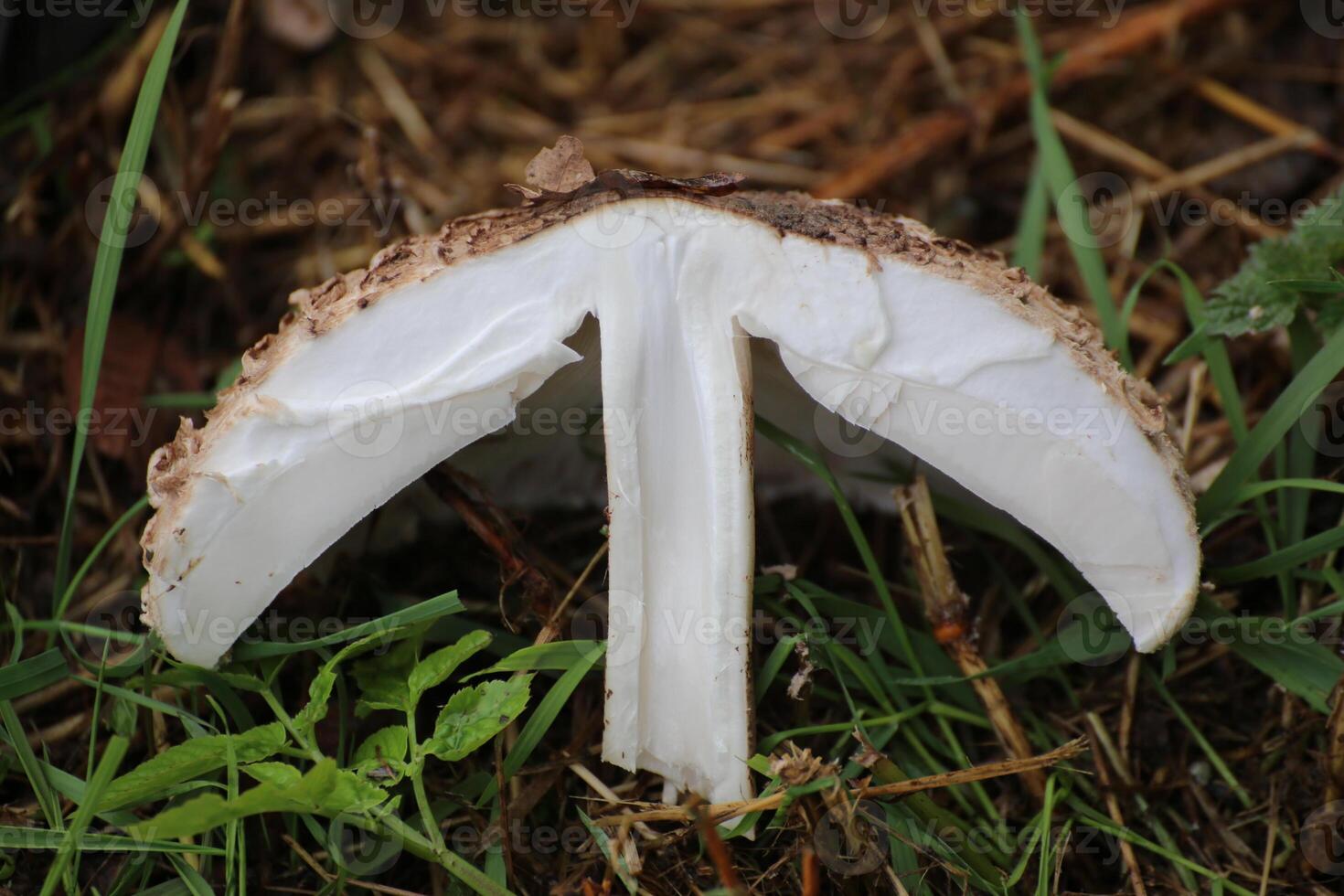Cross section of parasol mushroom Macrolepiota procera photo