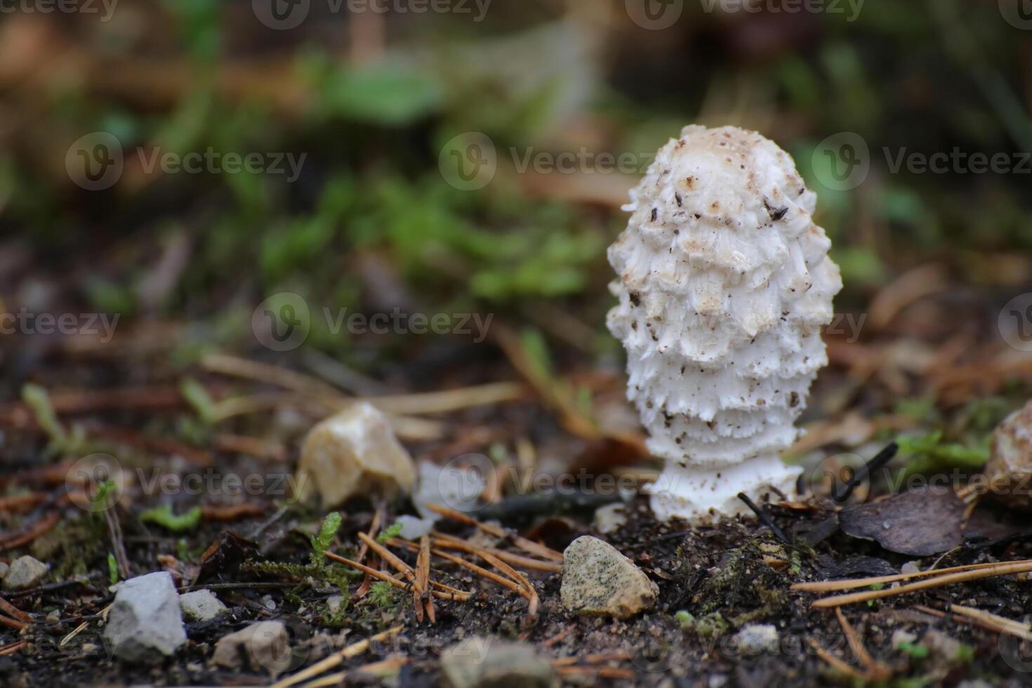 Side view of Coprinus comatus, the shaggy ink cap photo