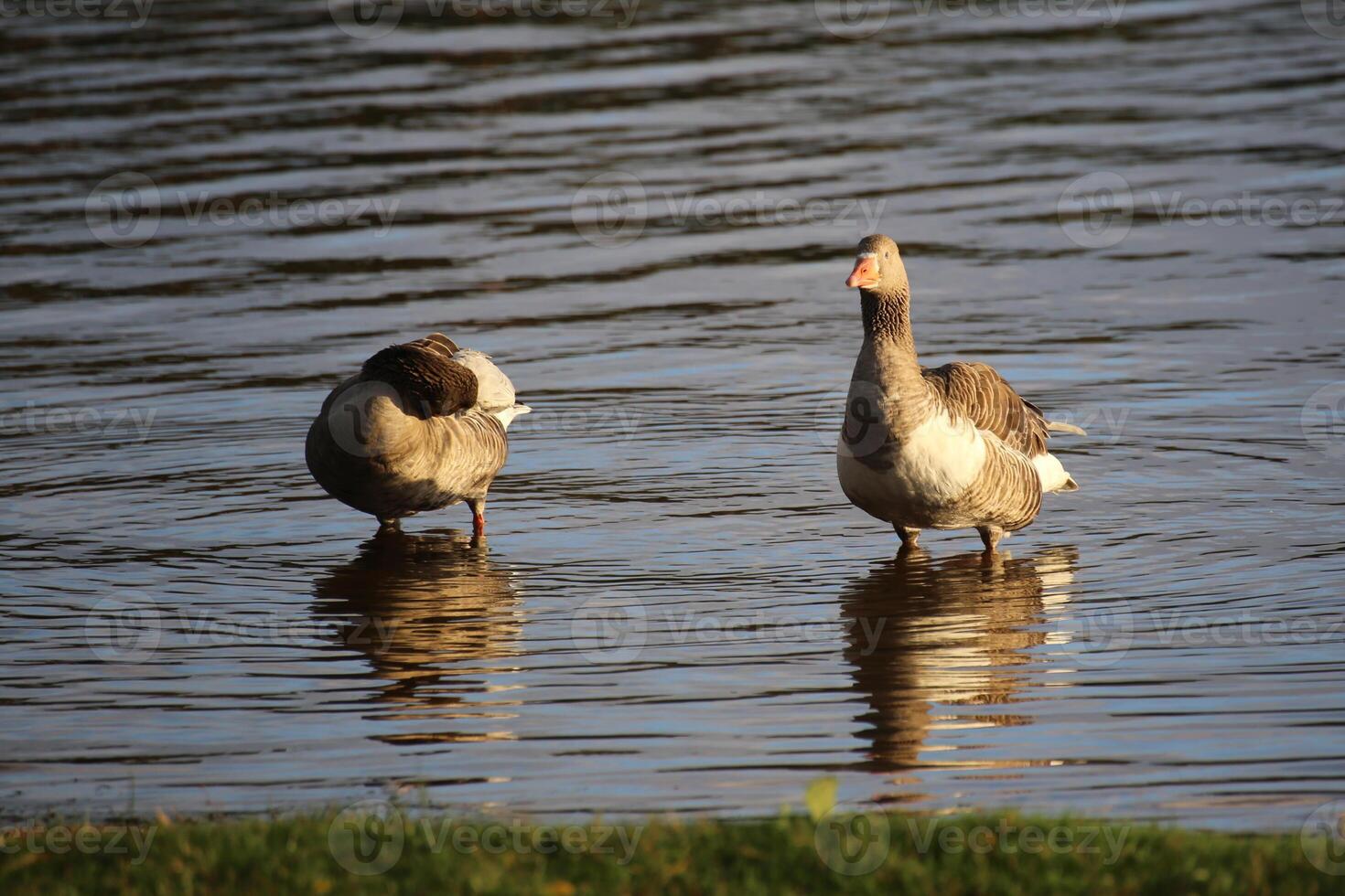Greylag goose Anser anser couple standing in water photo