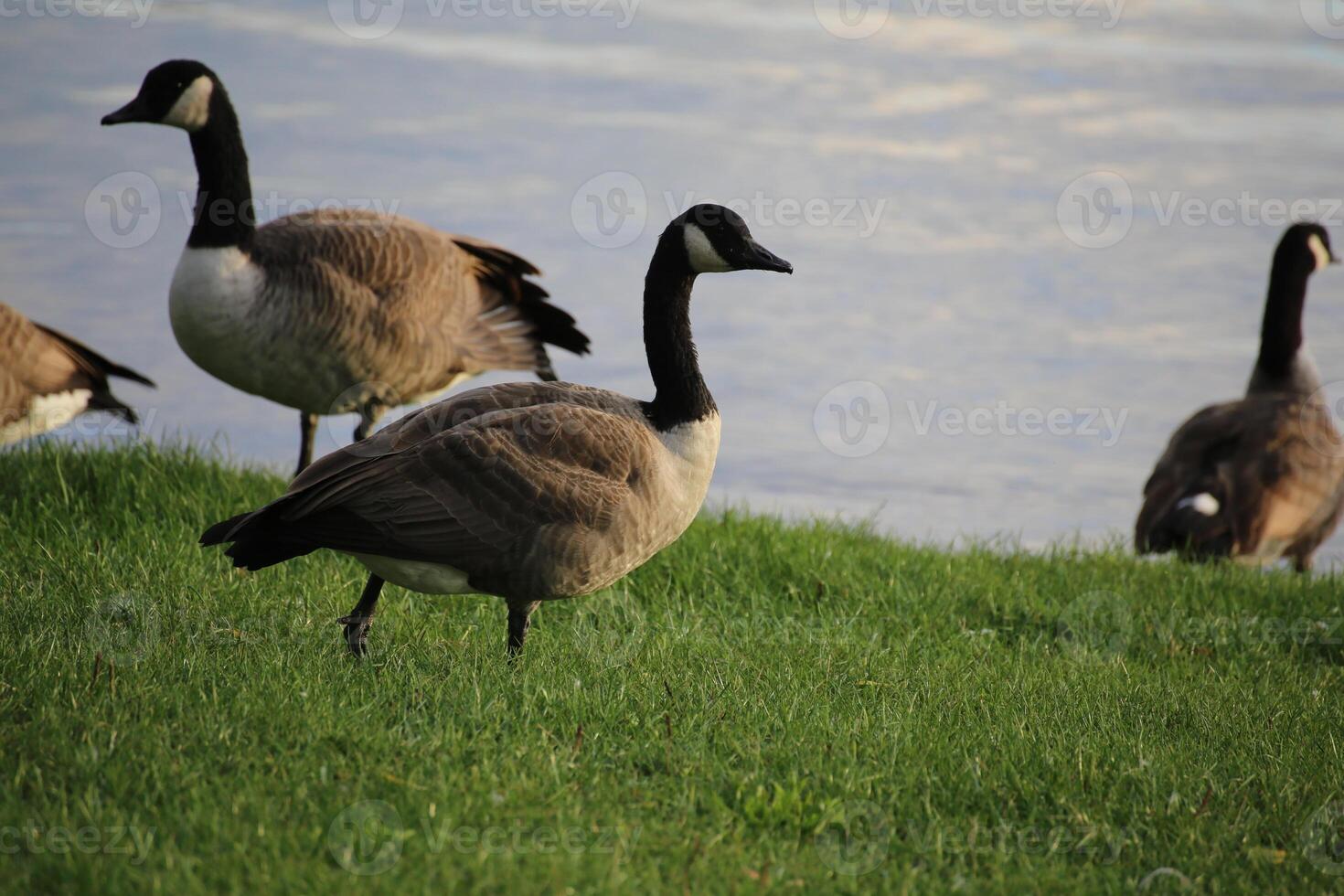 Canada goose Branta canadensis next to the water photo