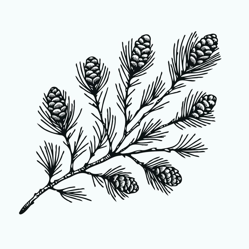 Fir Branches, Coniferous Tree, Linear Pine Cones, Pine. Winter Holiday Hand Drawn Elements, Retro Xmas Trees And Happy New Year vector