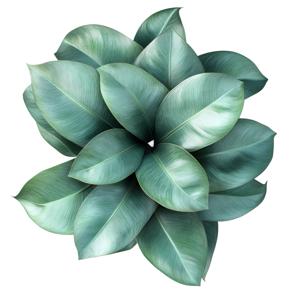 a cluster of rubber plant leaves, overlapping and twisting, forming an organic shape with vibrant green hues and veins, set against a textured backdrop, transparent background png