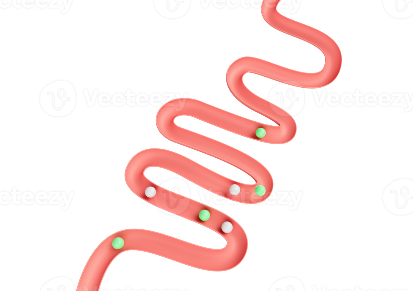 Human Gut Model Digestive System Or Intestinal Tract Mockup With Balls Rolling Down 3D Illustration png