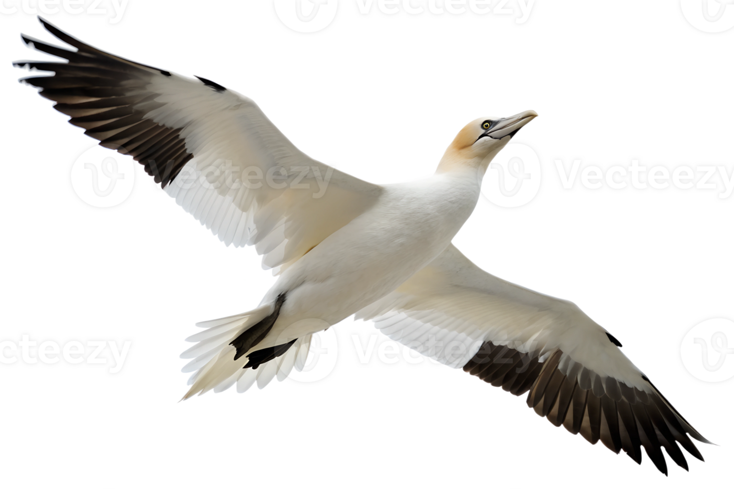 Front view, Seabird with a predominantly white body and black-tipped wings, found in coastal areas, is spreading its wings and flying, isolated on a transparent background png