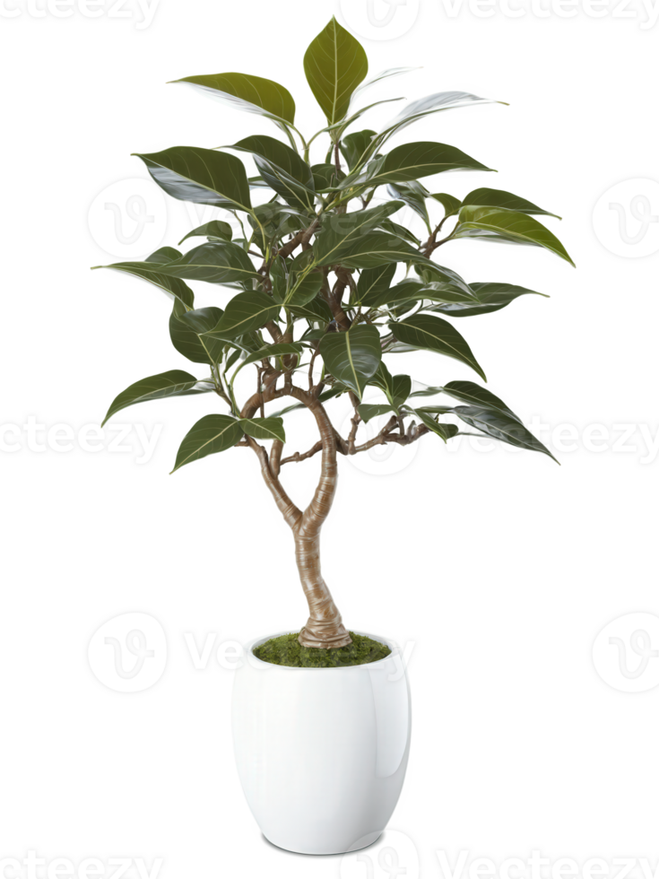 Ficus , Ficus benjamina Indoor tree with glossy, elongated leaves, potted in a modern ceramic container, adding a touch of elegance png