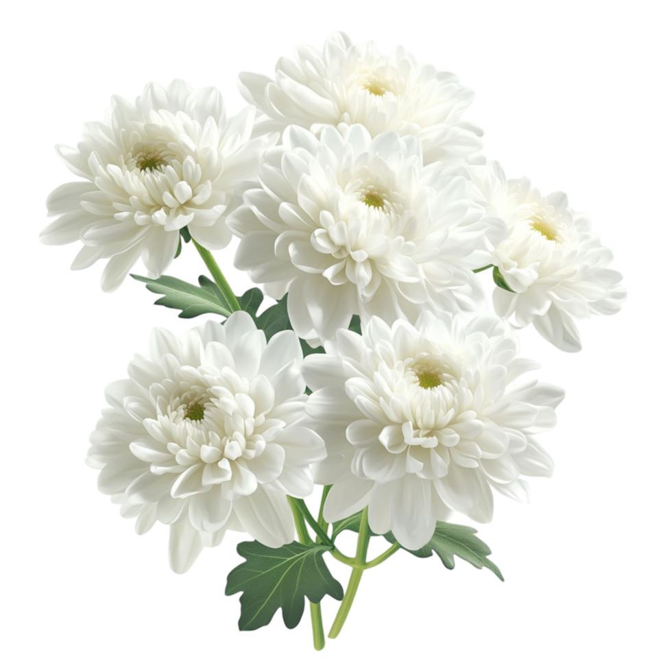 Chrysanthemum Flowers on Transparent Background png