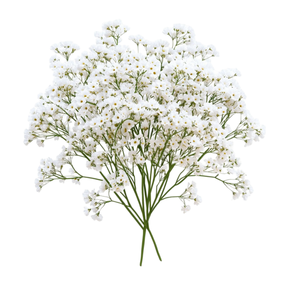 White Flowers on Transparent Background png