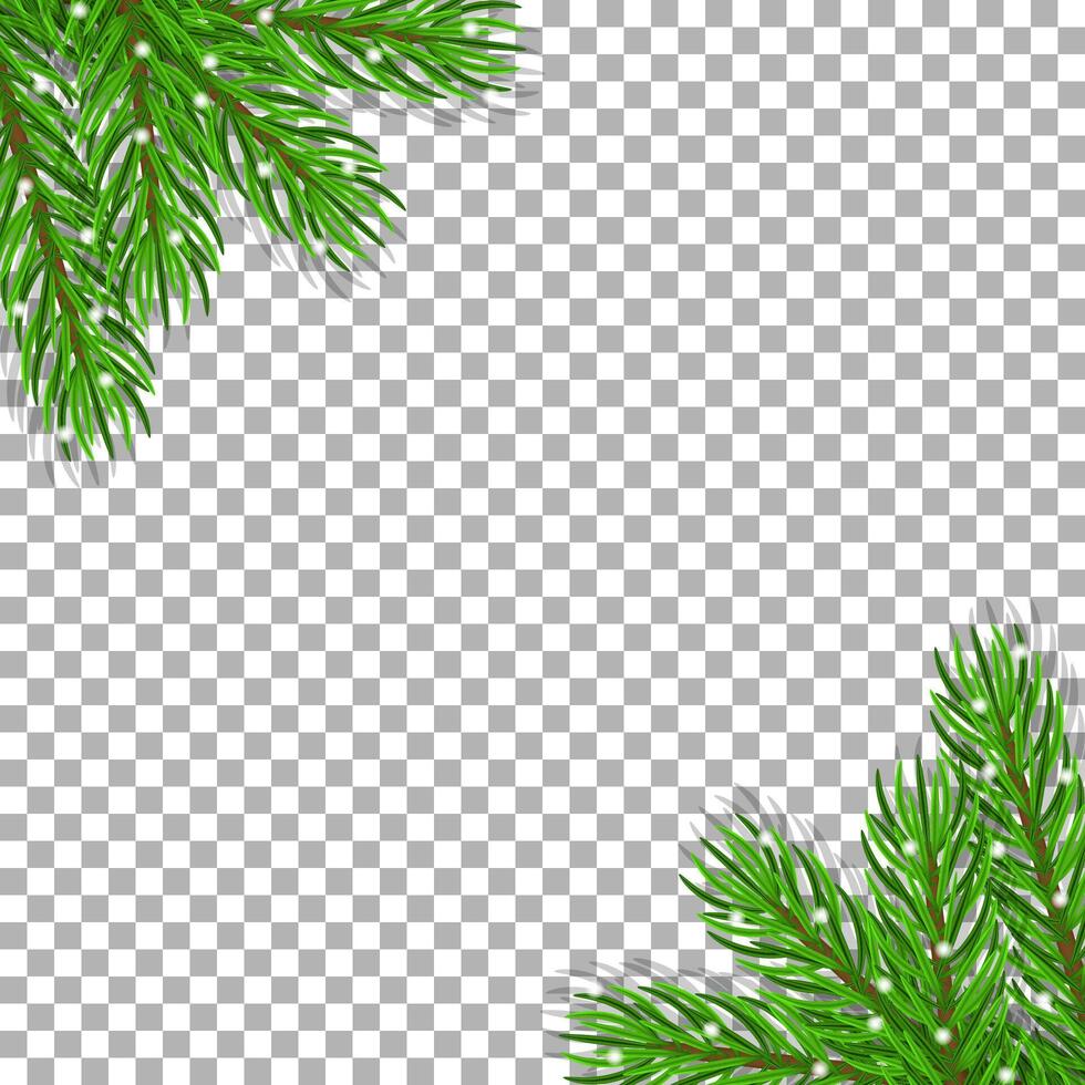 Christmas square frame with realistic pine branches and snow on transparent background. illustration vector