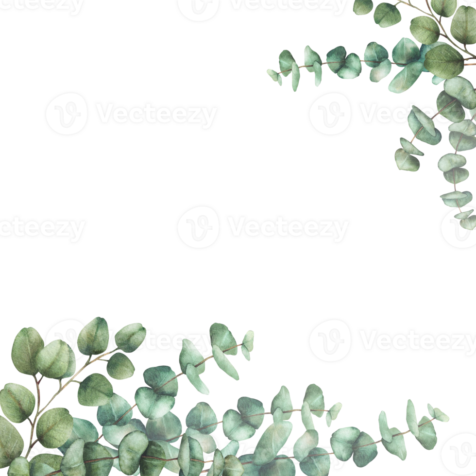 Eucalyptus plant square frame Greenery Watercolor arrangement Green silver dollar tree branches with round leaves hand drawn illustration. Template for wedding, greeting card isolated from background png