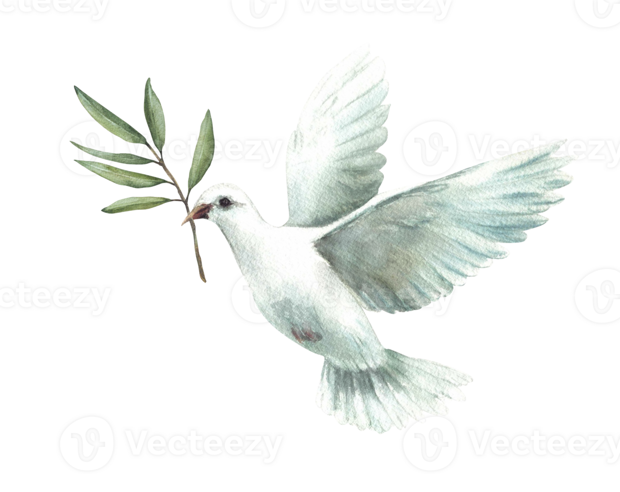 Watercolor Pigeon with olive tree branch White flying dove bird, symbol of peace. Realistic style hand drawn illustration for religious card, Baptism, first communion. Isolated from background clipart png