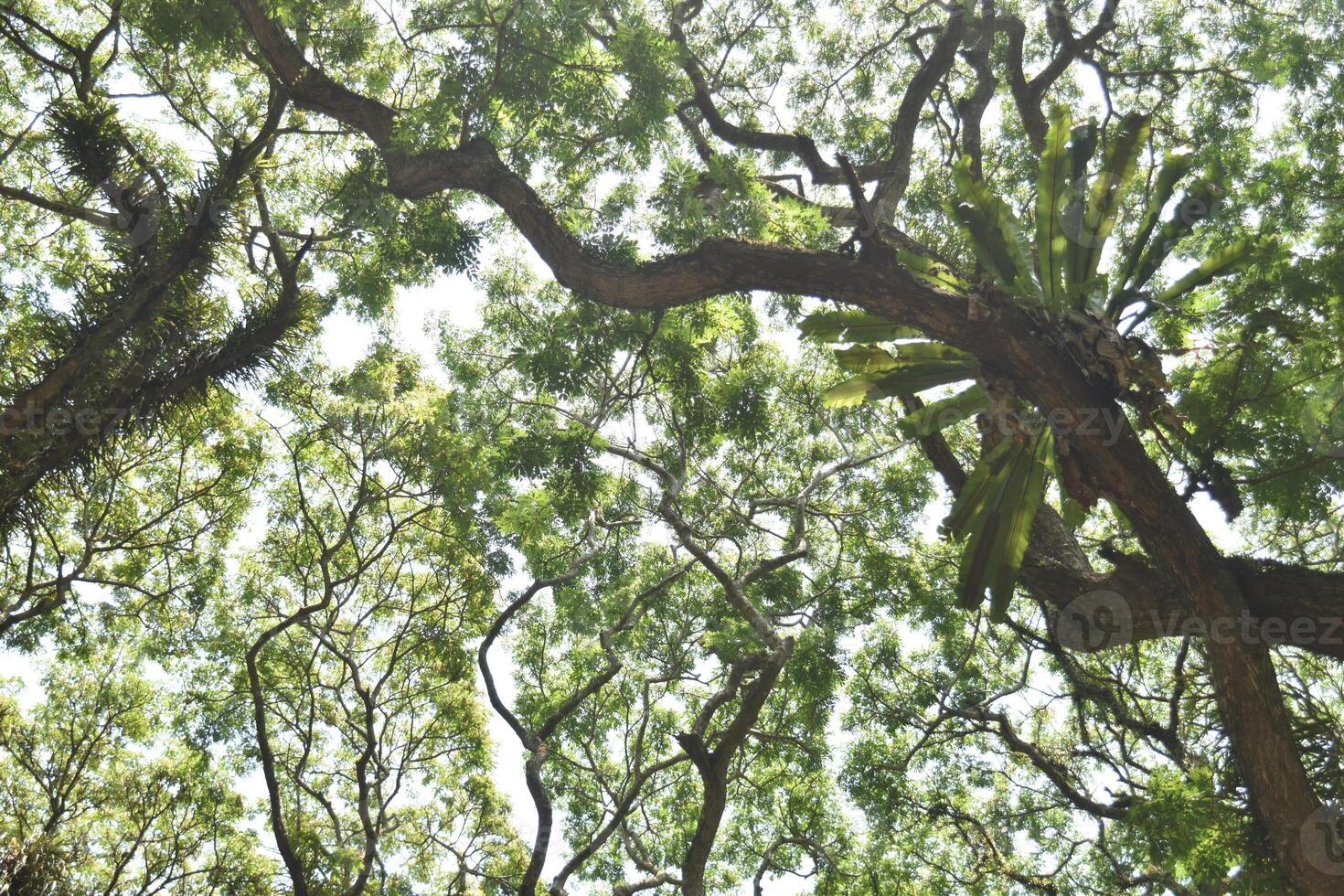 Frog eye view of old Samanea saman trees with moss and fern, a species of flowering tree in the pea family, Fabaceae, also known as saman, rain tree and monkeypod. photo