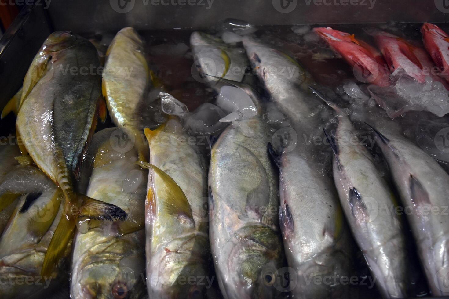 A bunch of frozen bludger fish, Carangoides gymnostethus, also known as the bludger trevally, nakedbreast trevally or Bleeker's jackfish, is a large marine fish in the jack family, carangidae photo