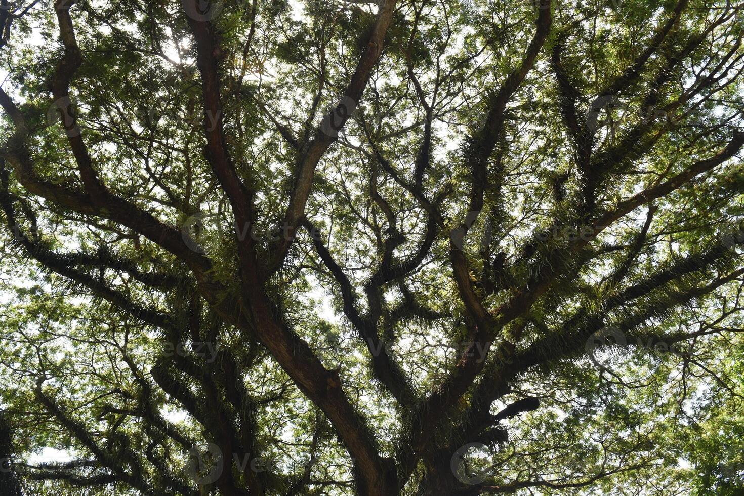 Low angle view of mossy Samanea saman trees, a species of flowering tree in the pea family, Fabaceae, also known as saman, rain tree and monkeypod. photo
