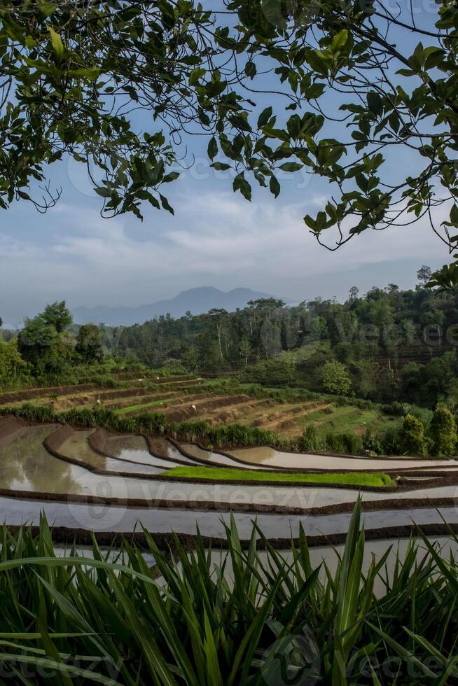 Framing a terraces paddy field with a mountain in the background. Beautiful scenery of agricultural field in the countryside. photo