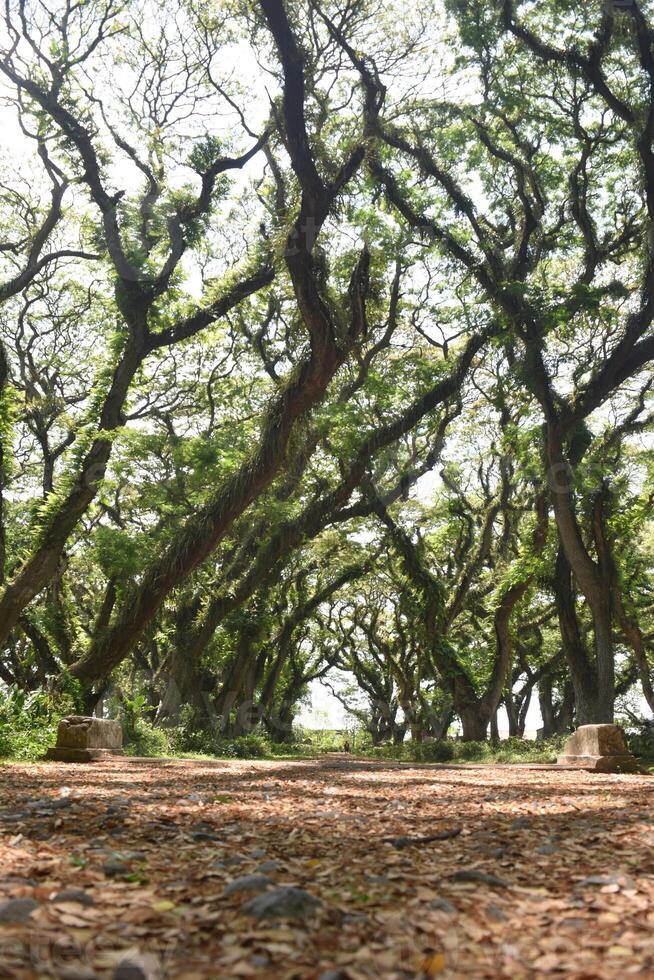 A pathway like a tunnel with old mossy Samanea saman trees, a species of flowering tree in the pea family, Fabaceae, also known as saman, rain tree and monkeypod. photo