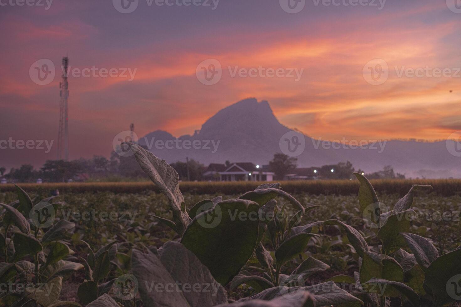 A tobacco field with a mountain in the background and a reddish sky before dawn. Sunrise with colorful sky over a mountain. photo