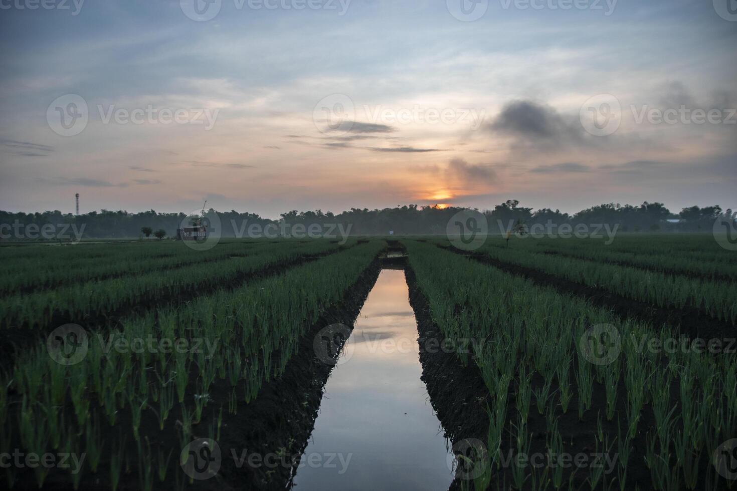 Beautiful view of shallots cultivation land in the morning. An agricultural field of red onion with sunrise in the background. photo