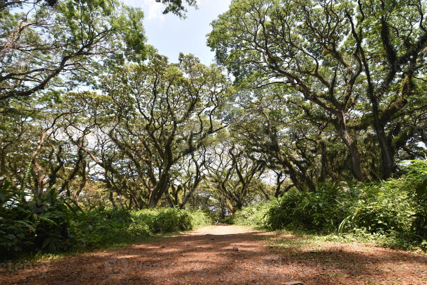 A pathway with Samanea saman trees, a species of flowering tree in the pea family, Fabaceae, also known as saman, rain tree and monkeypod. photo