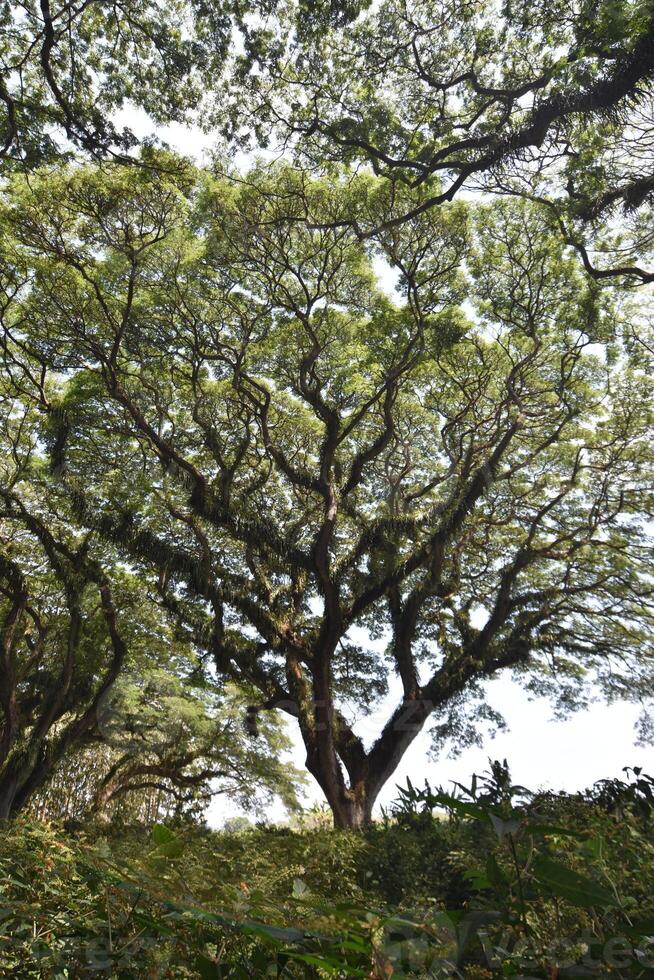 Samanea saman tree in the forest, a species of flowering tree in the pea family, Fabaceae, also known as saman, rain tree and monkeypod. photo