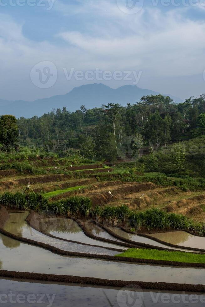 Terraces rice field with forest and a mountain in the background. Beautiful view of agricultural field in the countryside. photo