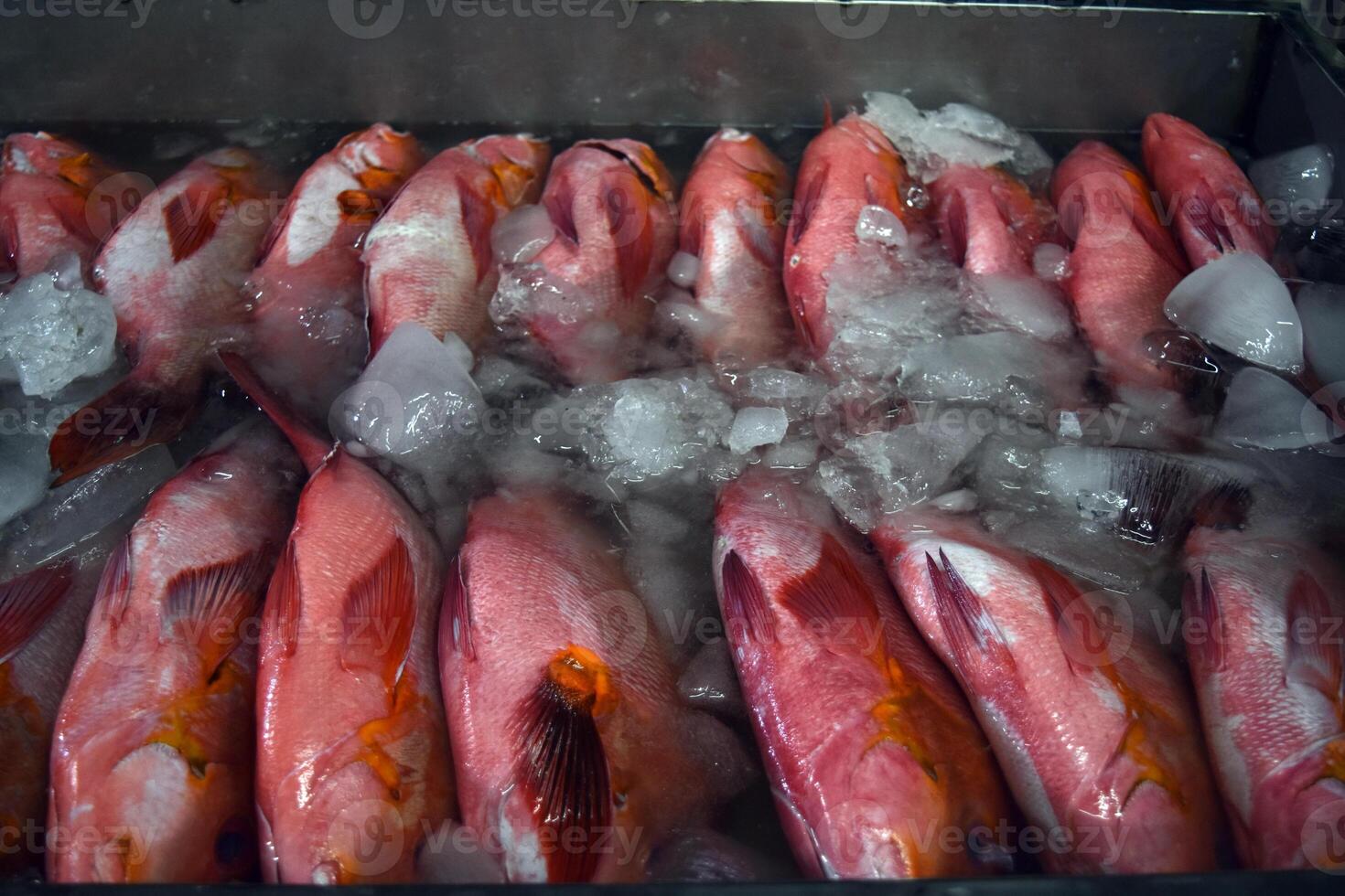 Frozen leopard coral grouper, Plectropomus leopardus, in a seafood restaurant photo