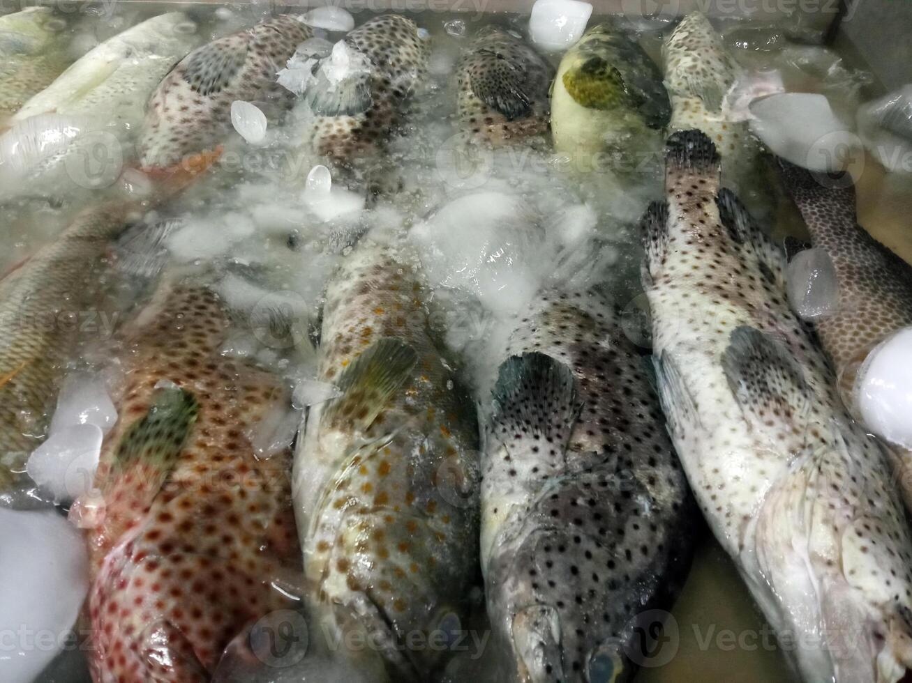 A group of epinephelus tauvina also known as the Arabian grouper, greasy rock cod, kerapu kayu photo