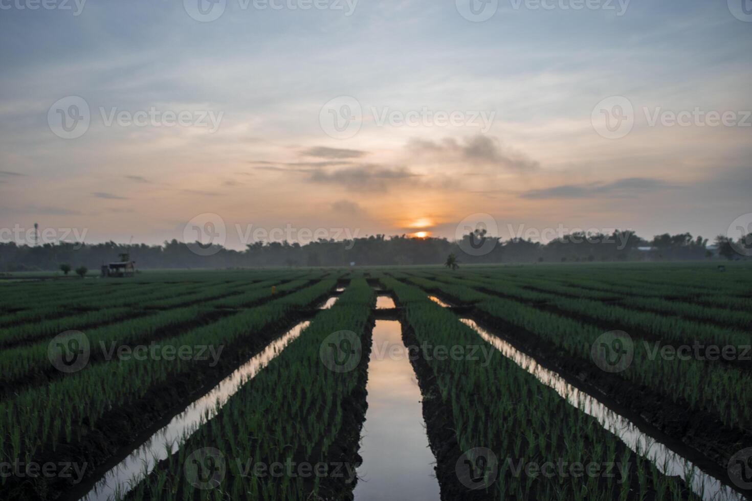 Panoramic view of red onion cultivation land in the morning. An agricultural field of shallots with beautiful sunrise in the background. photo