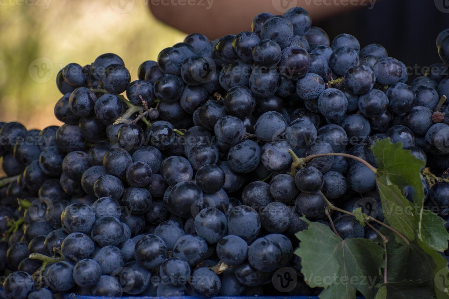 A pile of organic black grapes in the market, a non-climacteric type of fruit, generally occurring in clusters of 15 to 300 berries. photo