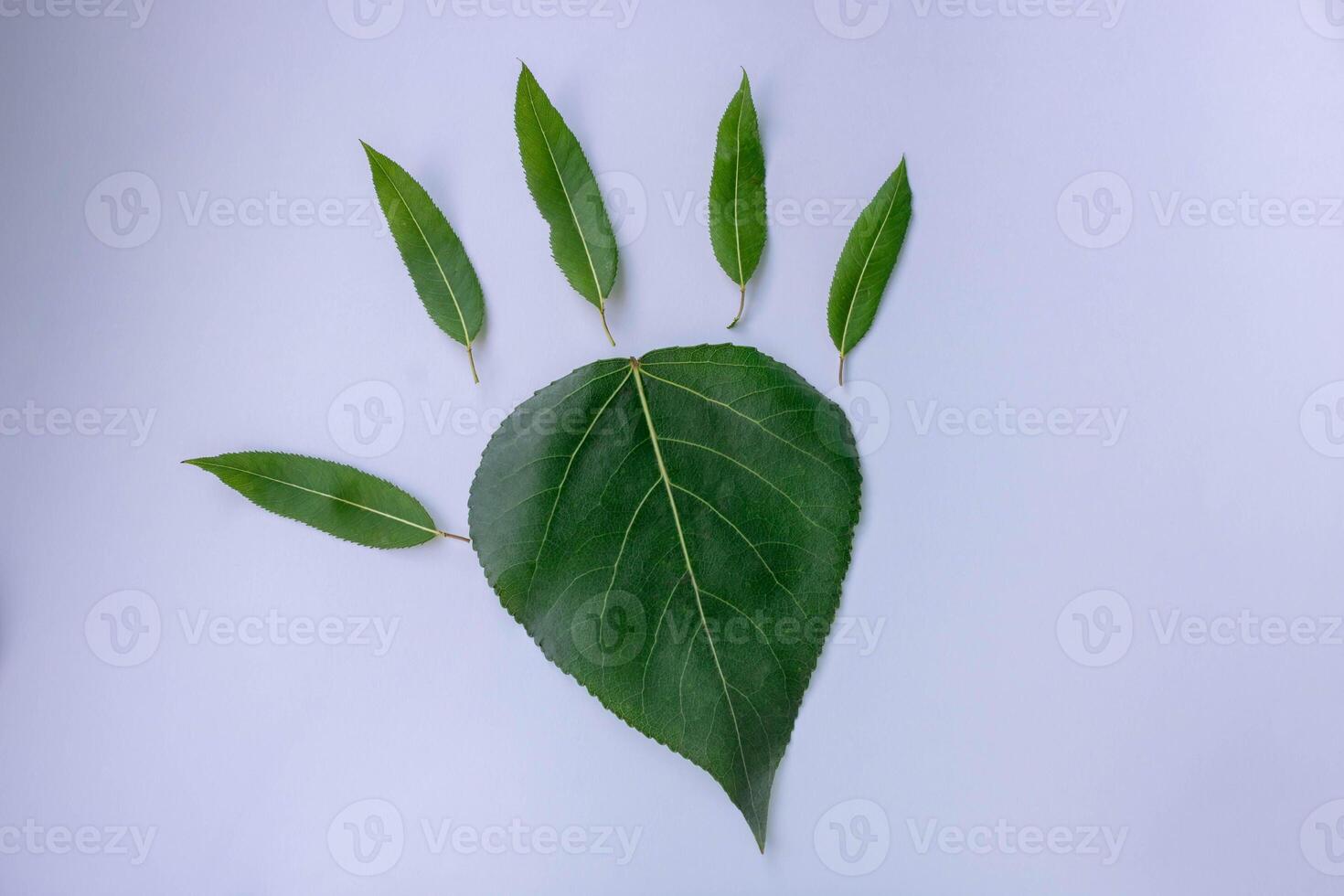 Spring green leaves lie in the shape of a palm. The concept of environmental protection. photo