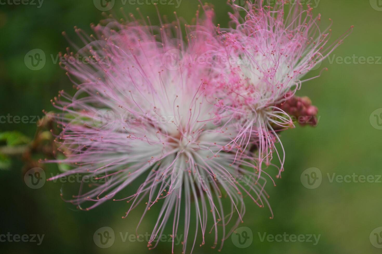 Photo of a caliandra.