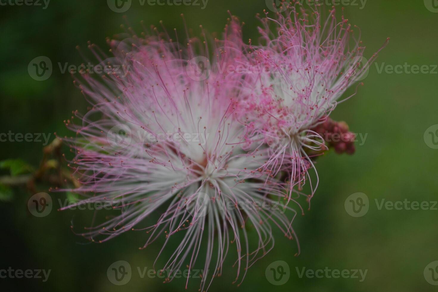 Photo of a caliandra.