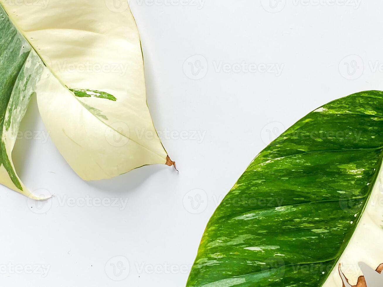 Epipremnum Pinnatum Variegate Leave on the white background photo