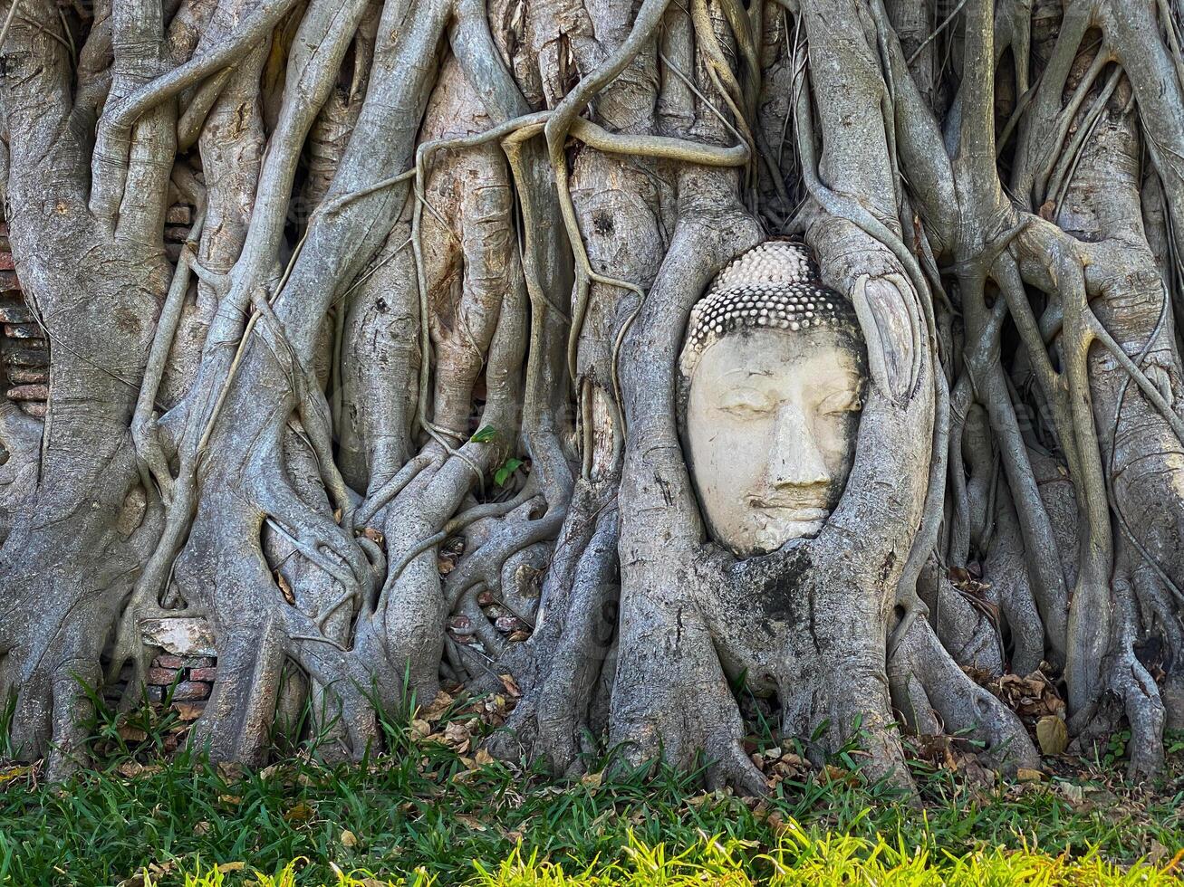 Ancient Buddha head in the roots tree at Mahathat temple, Ayutthaya, Thailand. photo