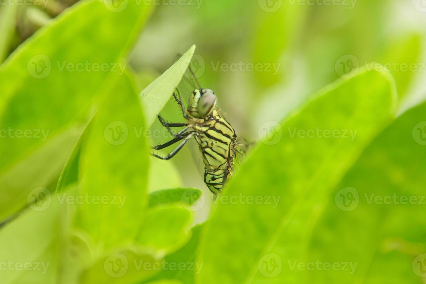 Orthetrum Sabina or rhinoceros dragonfly, the slender skimmer or green marsh hawk, is a species of dragonfly in the family Libellulidae photo