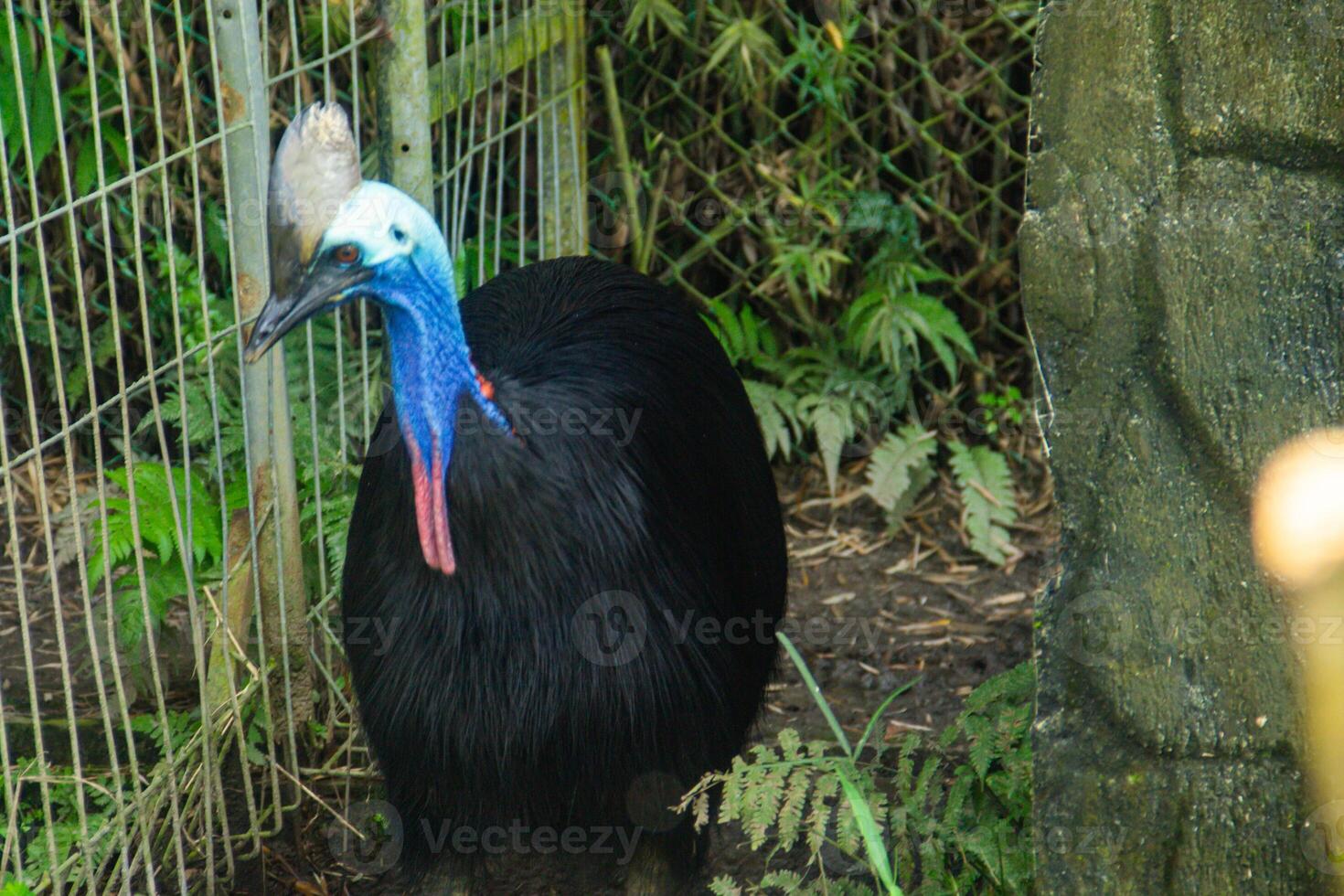 Casuarius Casuarius or double wattled cassowary in a cage at the zoo photo