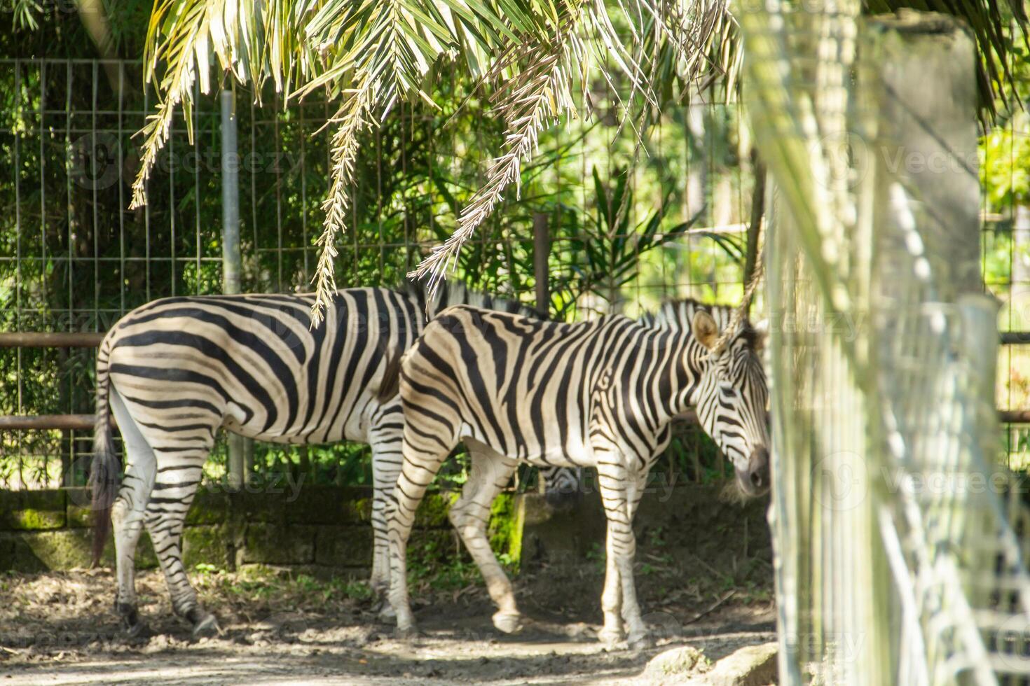 Equus Quagga or Zebra, a pair of zebras that live in an enclosure at the zoo photo