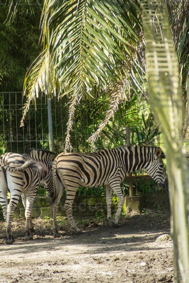Equus Quagga or Zebra, a pair of zebras that live in an enclosure at the zoo photo