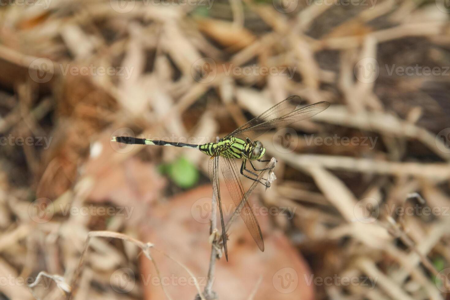 Orthetrum Sabina or rhinoceros dragonfly, the slender skimmer or green marsh hawk, is a species of dragonfly in the family Libellulidae photo