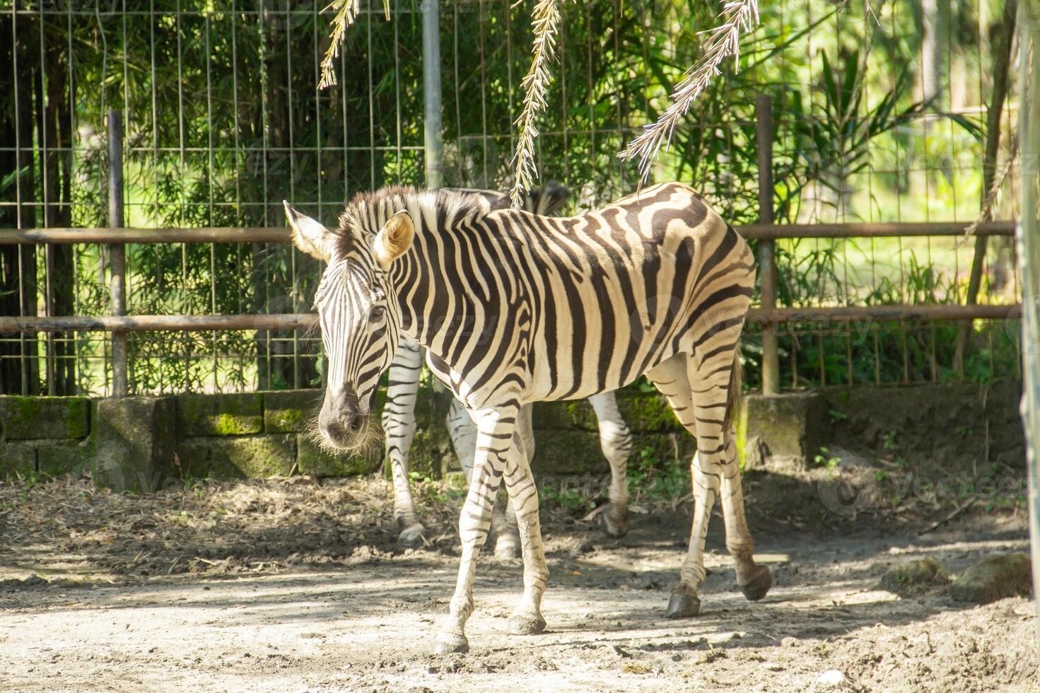 Equus Quagga or Zebra, a pair of zebras that live in an enclosure at the zoo photo