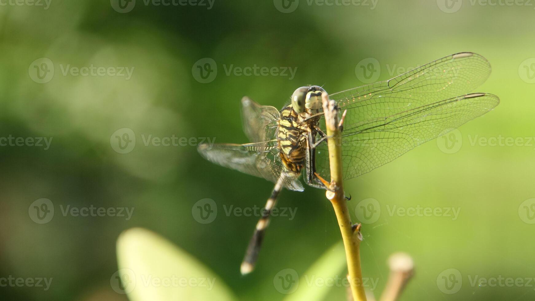 Orthetrum Sabina or rhinoceros dragonfly, the slender skimmer or green marsh hawk, is a species of dragonfly in the family Libellulidae photo