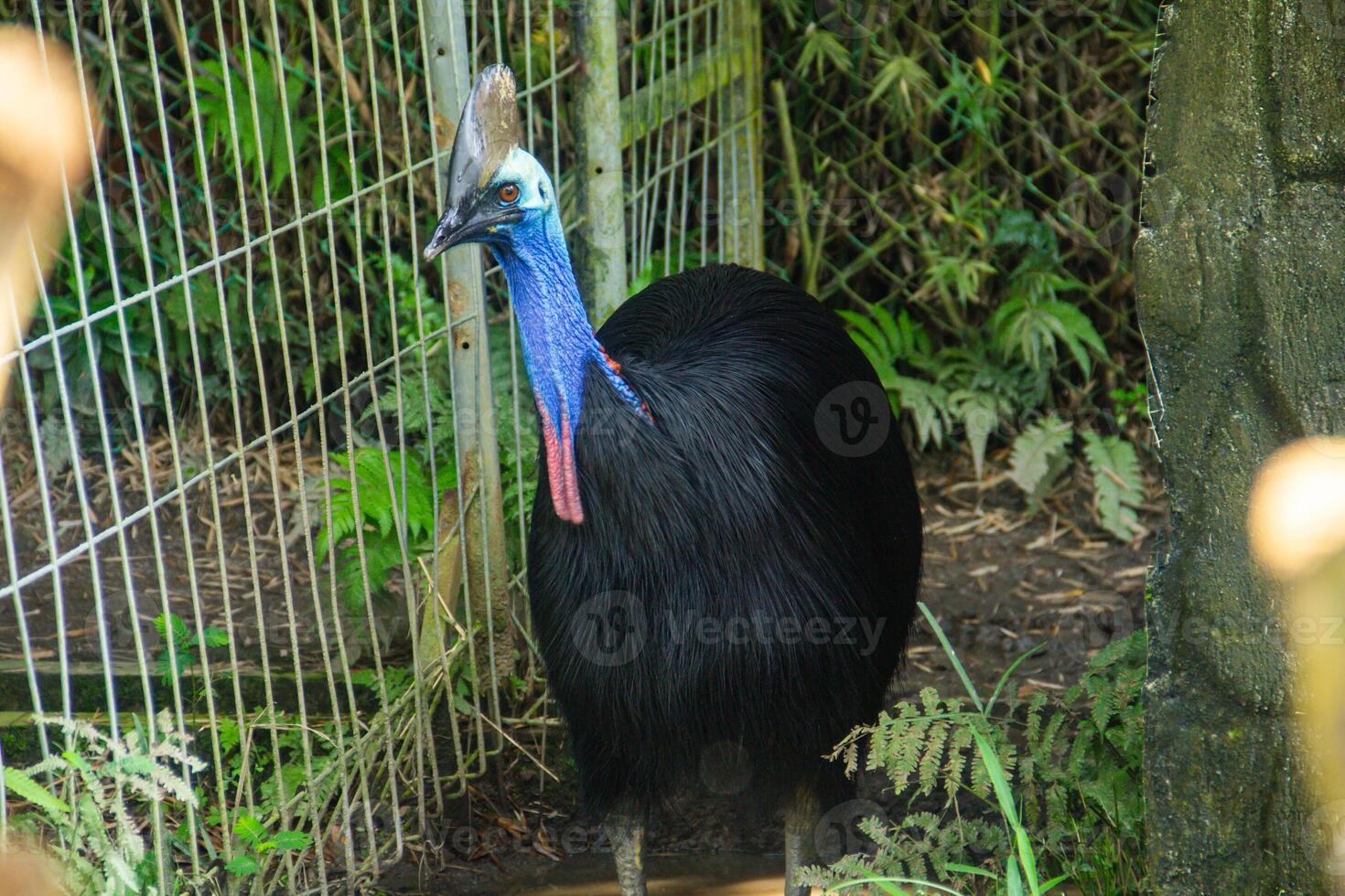 Casuarius Casuarius or double wattled cassowary in a cage at the zoo photo