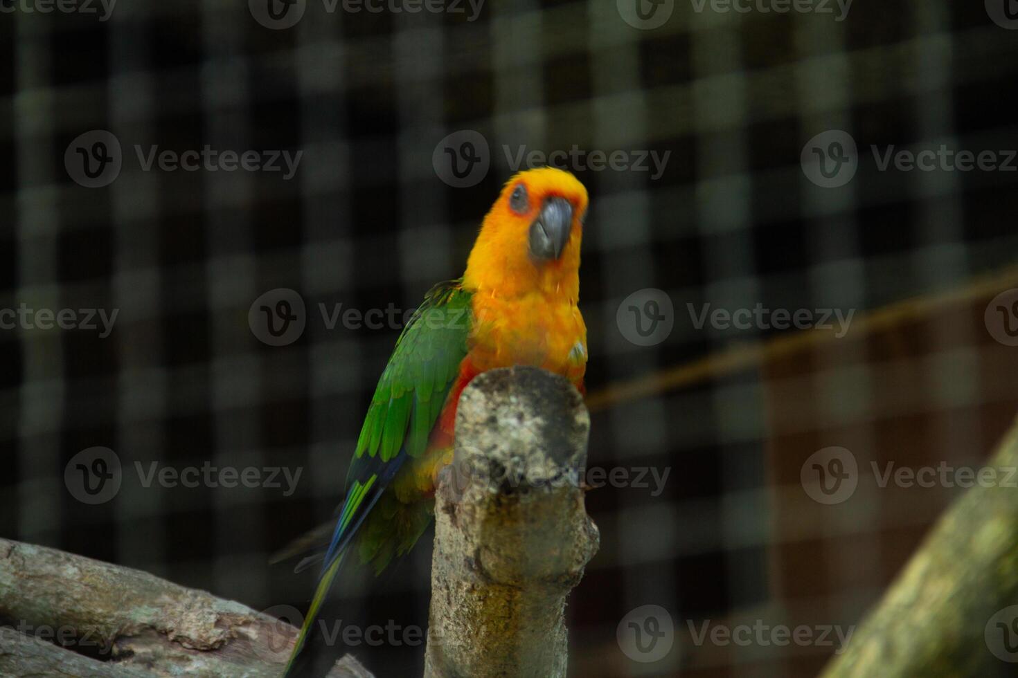 Aratinga Jandaya or parakeet jandaya or jenday conure, is a small Neotropical parrot with green wings and tail, reddish orange body photo
