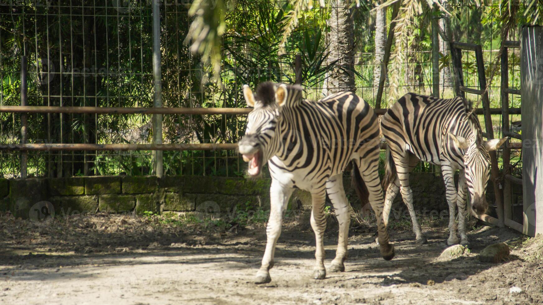 Equus Quagga or Zebra, a pair of zebras that live in an enclosure at the zoo photo