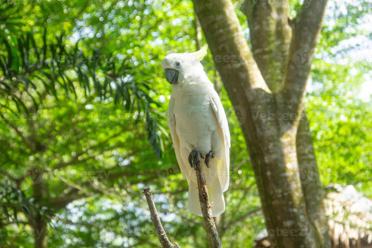 Portrait of an Australian sulphur-crested white cockatoo or Cacatua galerita relaxing on a branch in the zoo photo