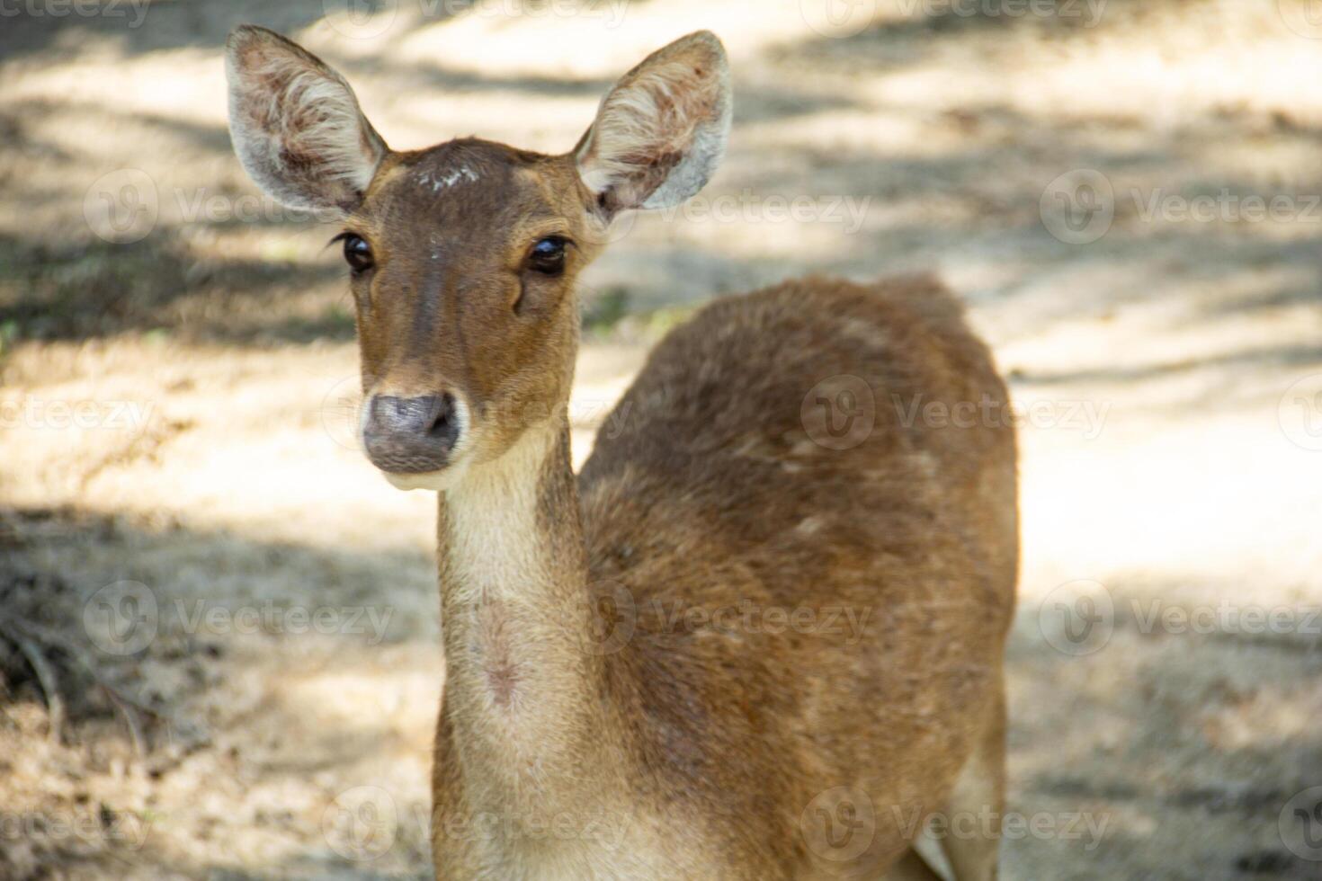 Timor deer or Cervus timorensis in a zoo in North Sumatra photo