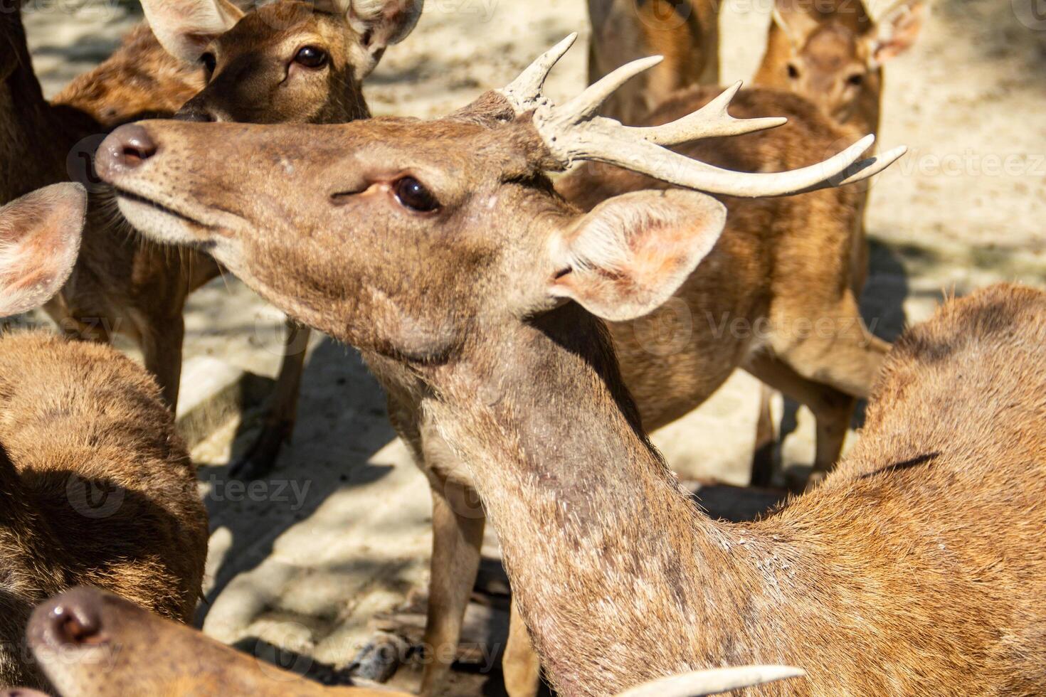 Timor deer or Cervus timorensis in a zoo in North Sumatra photo