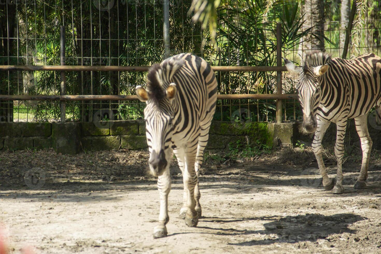 Equus Quagga or Zebra, a pair of zebras that live in an enclosure at the zoo photo