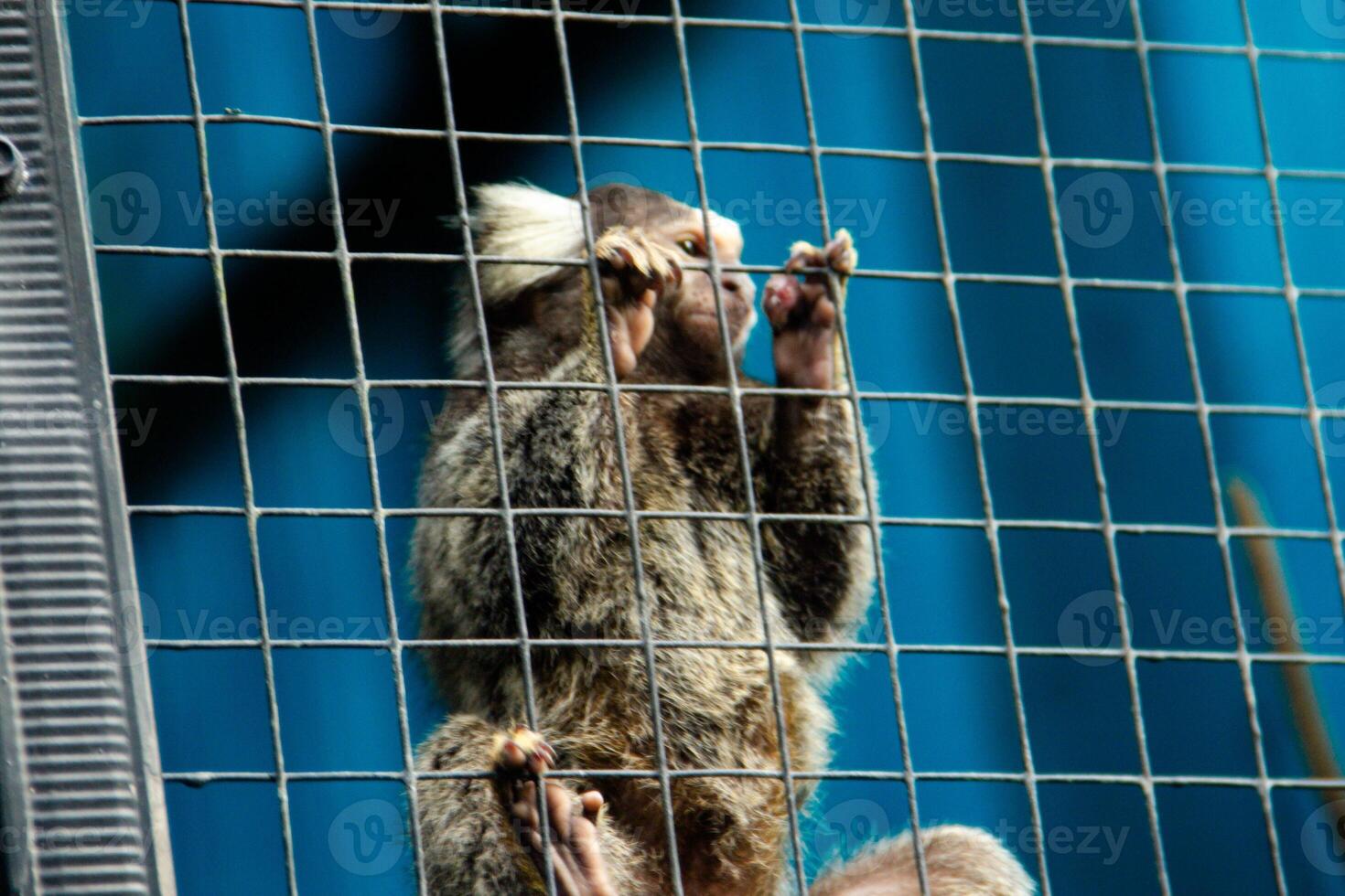 Callithrix Jacchus or common marmoset or marmoset monkey, a species of monkey that is small and lives in a cage in a zoo photo