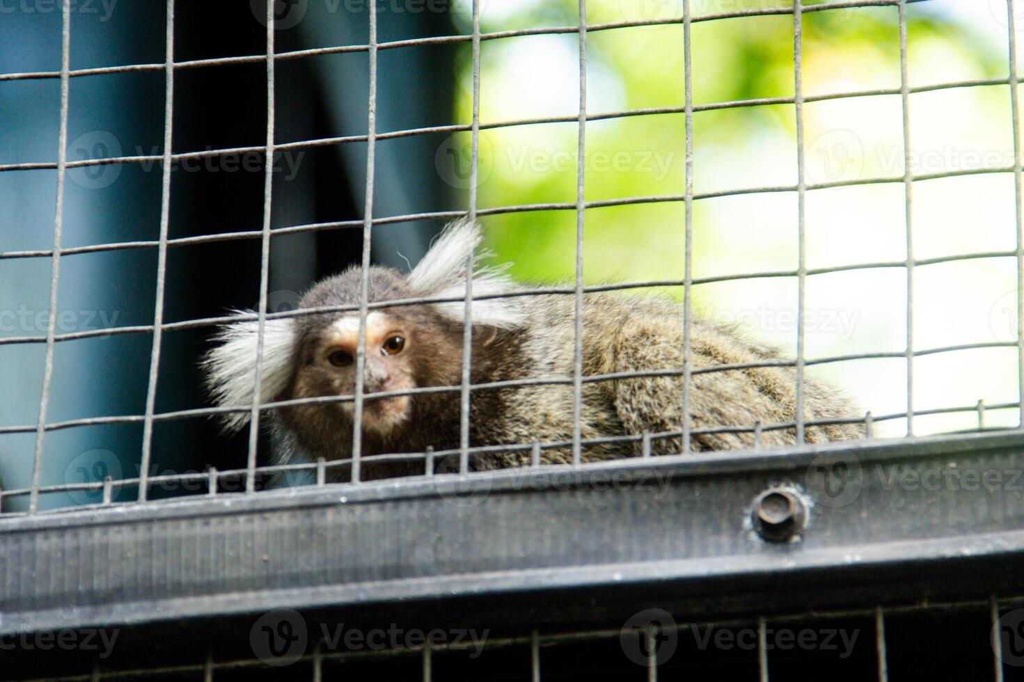 Callithrix Jacchus or common marmoset or marmoset monkey, a species of monkey that is small and lives in a cage in a zoo photo