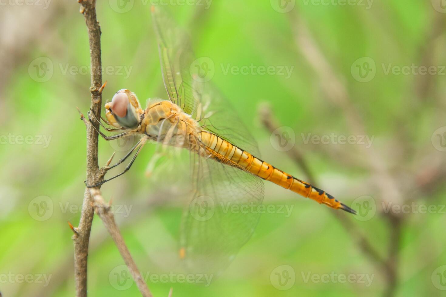 Pantala flavescens dragonfly or ciwet dragonfly, a species of yellow butterfly belonging to the Libellulidae family photo